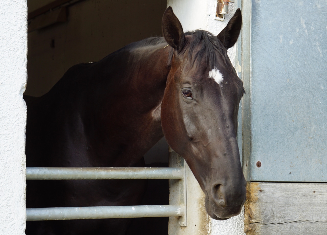 Pferd in Stall Pferd in Stall sagt Goodbye