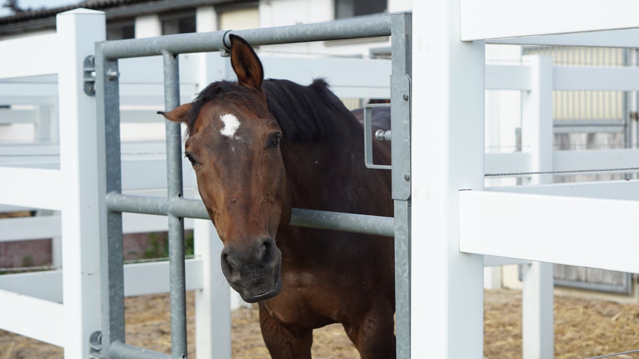 DSC00204 Reitturnier Echterdingen. Sponsored by The One Thai Massage 1
